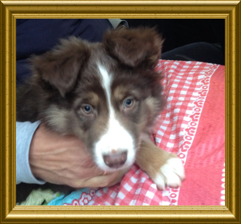 Hund Foto