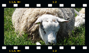 Schaf Foto